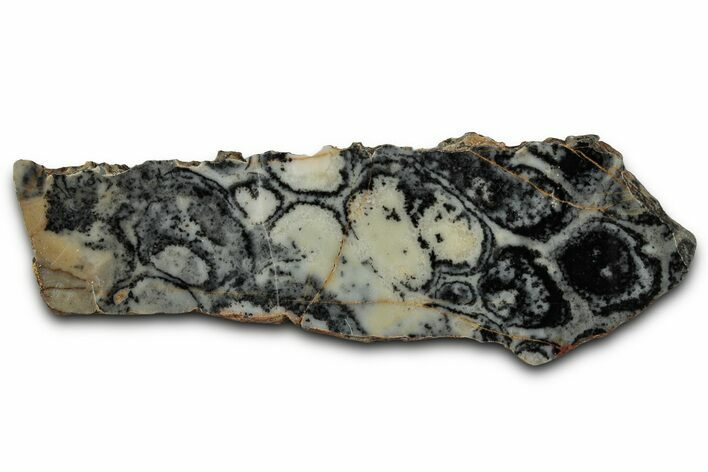 Proterozoic Columnar Stromatolite (Asperia) Slab - Australia #353611